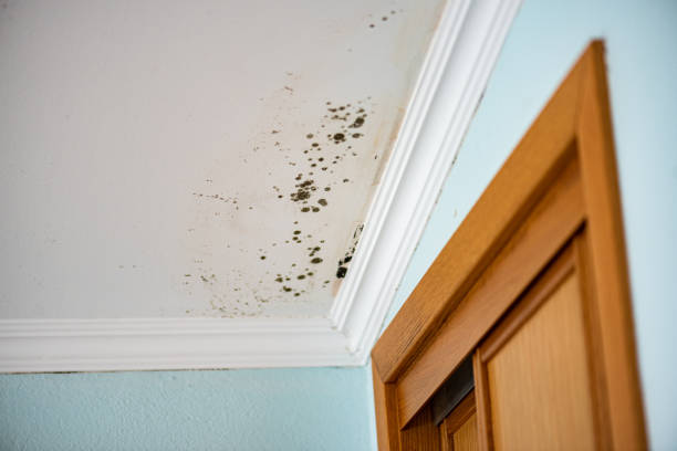 Best Residential Mold Removal  in Lorain, OH