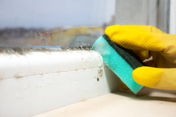 Best Mold Damage Repair  in Lorain, OH