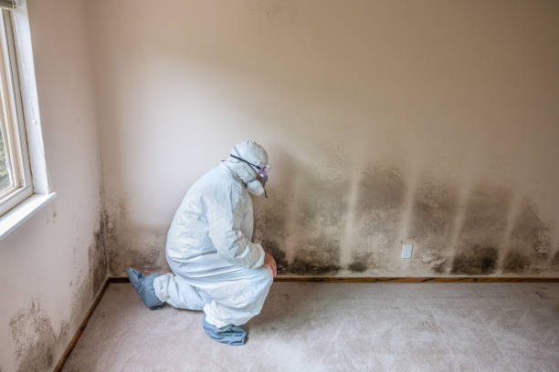 Best Mold Damage Repair  in Lorain, OH
