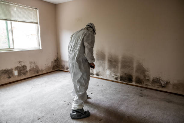 Best Fast Mold Removal  in Lorain, OH