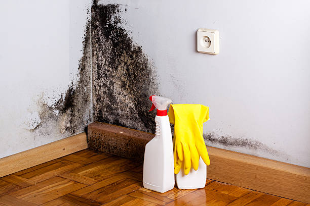 Best Crawl Space Mold Removal  in Lorain, OH