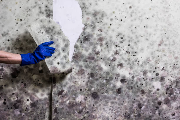 Attic Mold Removal in Lorain, OH