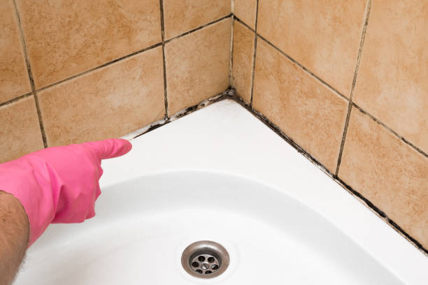 Best Home Mold Removal  in Lorain, OH